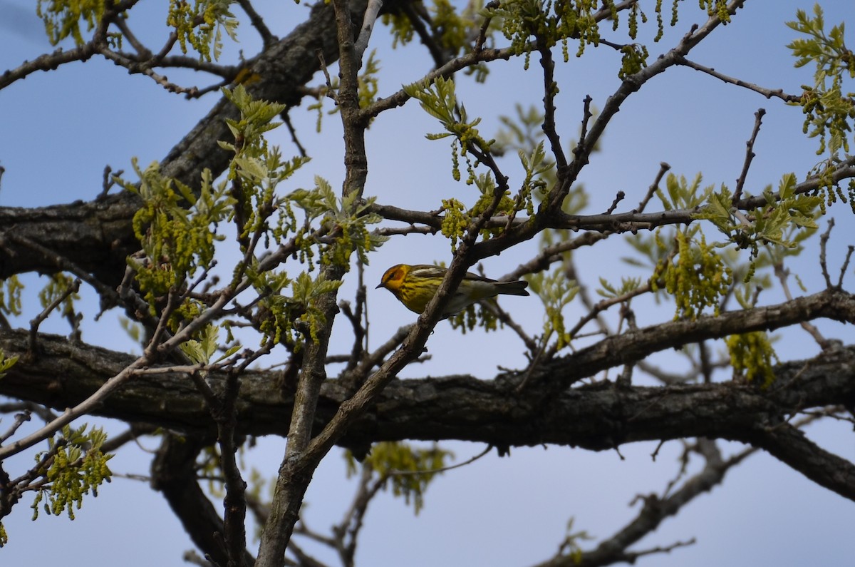 Cape May Warbler - Alan Magerkurth