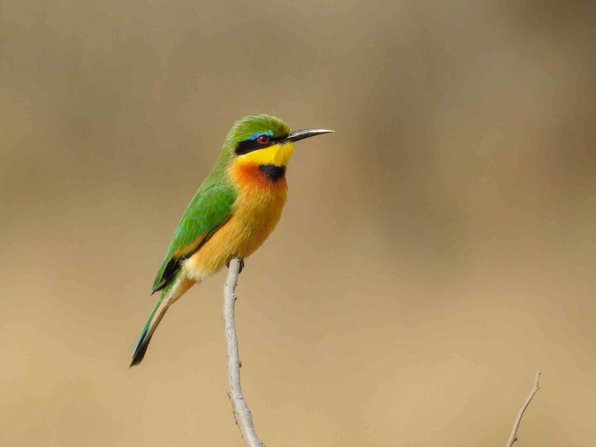 Little Bee-eater - ML246244751