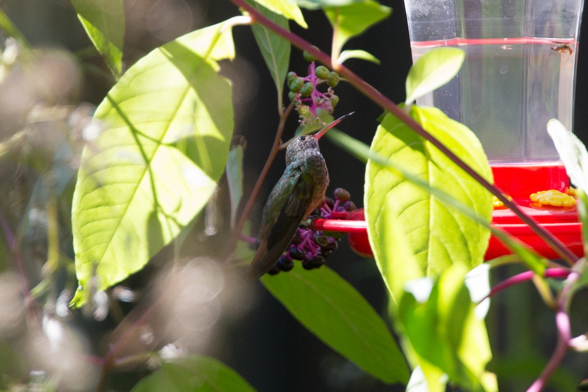 Buff-bellied Hummingbird - ML246248201
