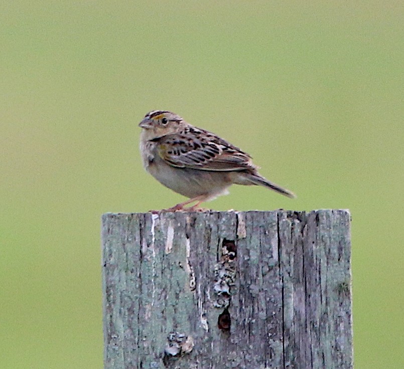 Grasshopper Sparrow - ML246250131