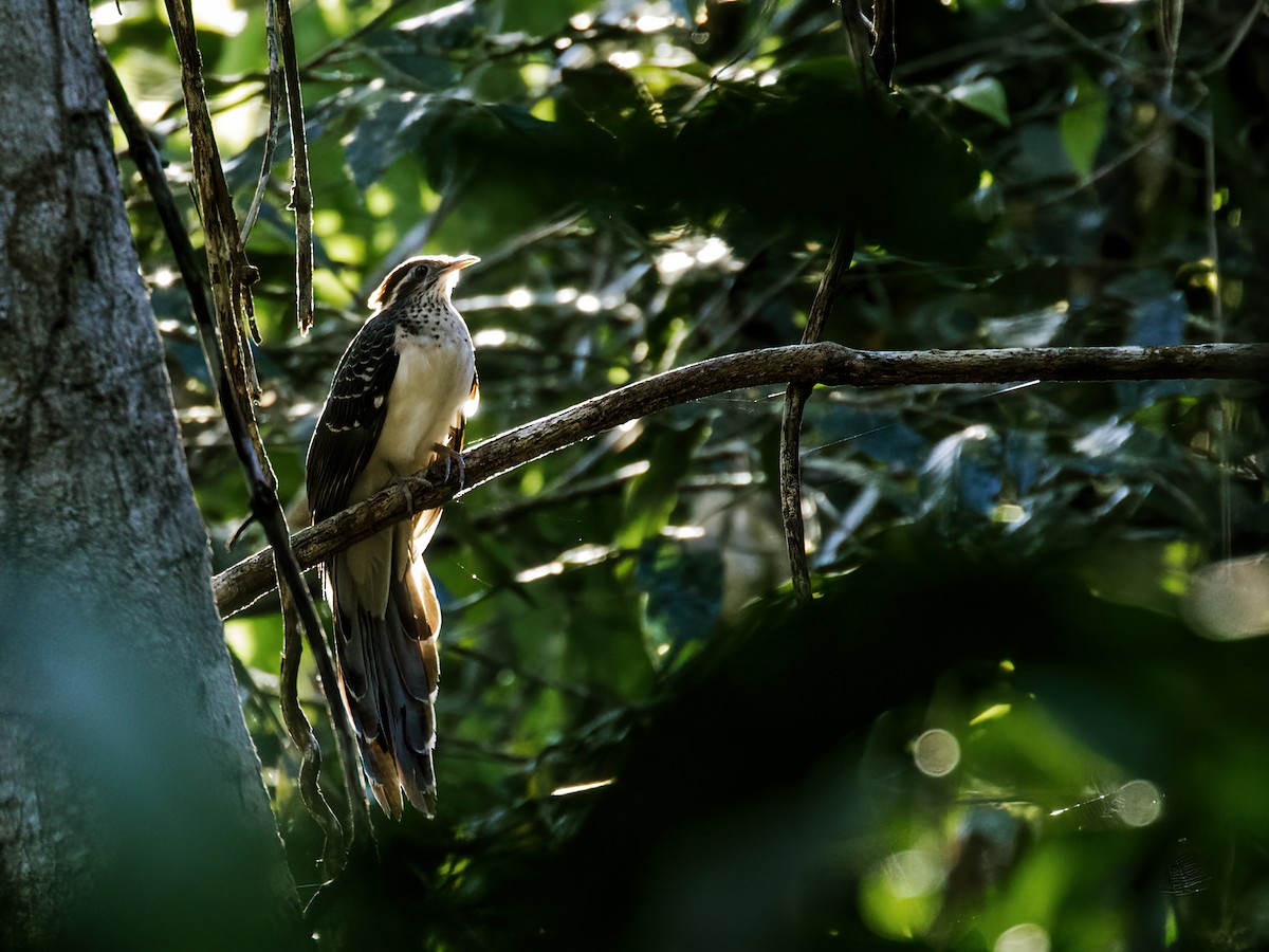 Pheasant Cuckoo - Nick Athanas