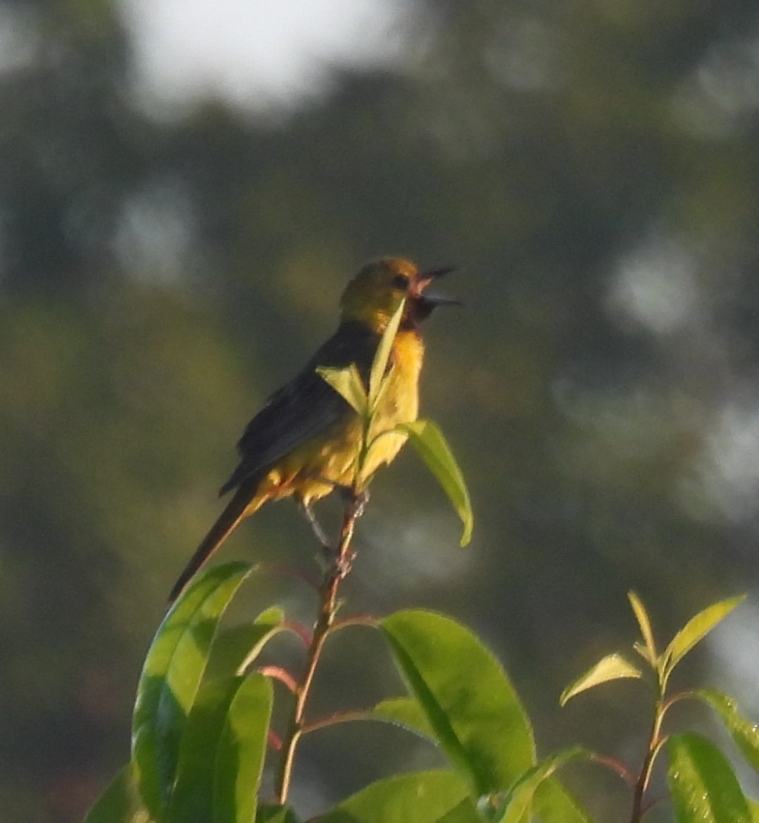 Orchard Oriole - ML246252571