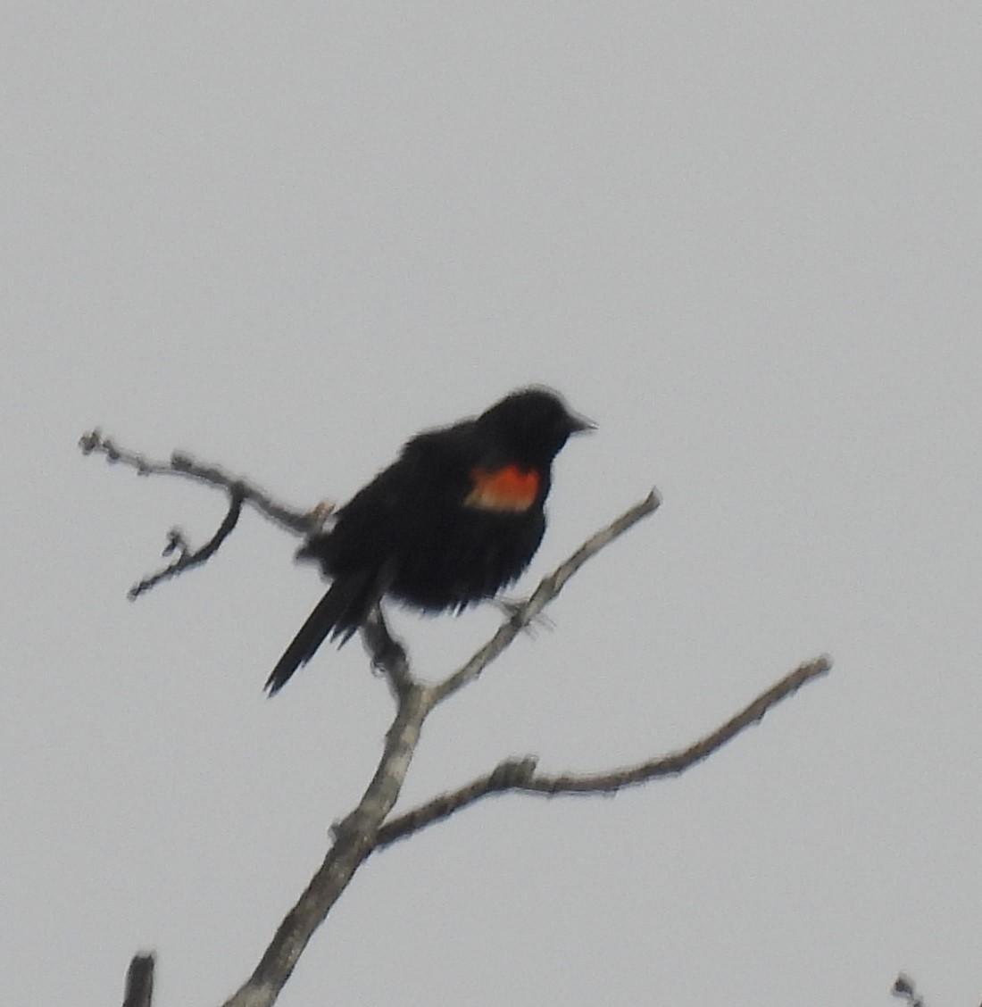 Red-winged Blackbird - Michelle Forte