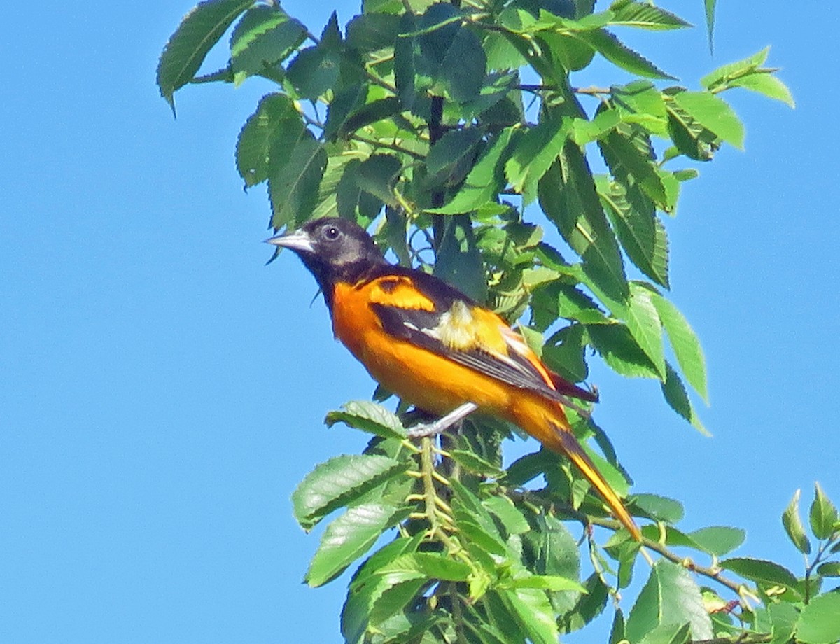 Baltimore Oriole - Sue and Alan Young