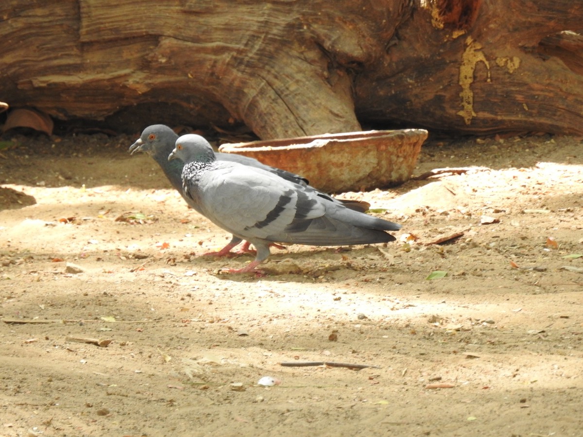 Rock Pigeon (Feral Pigeon) - ML246256351