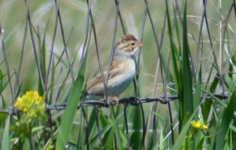 Clay-colored Sparrow - ML246256671