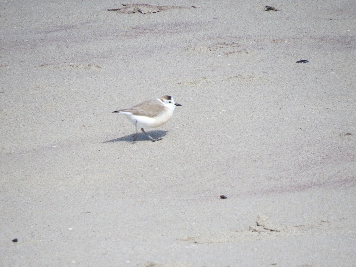 White-fronted Plover - Tom Eck
