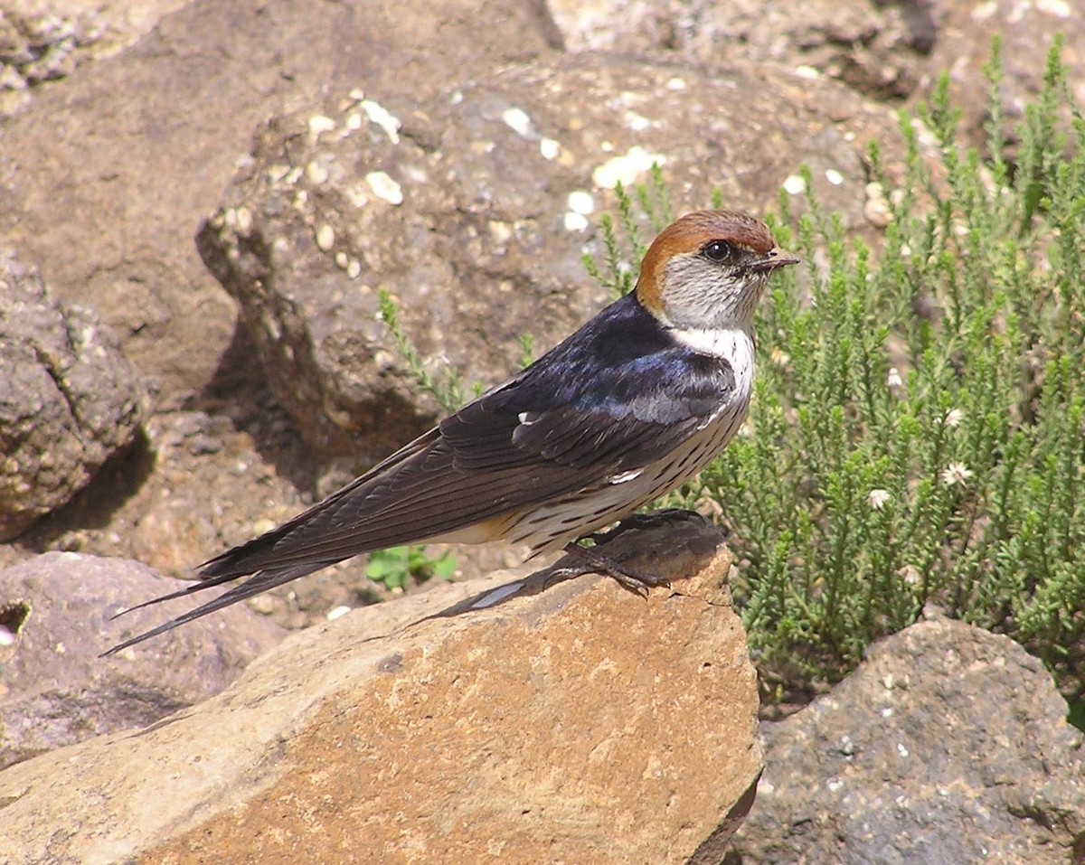 Greater Striped Swallow - ML24625691