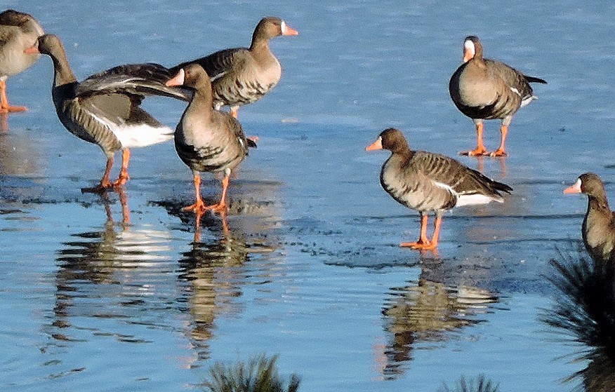 Greater White-fronted Goose - Renee Lubert