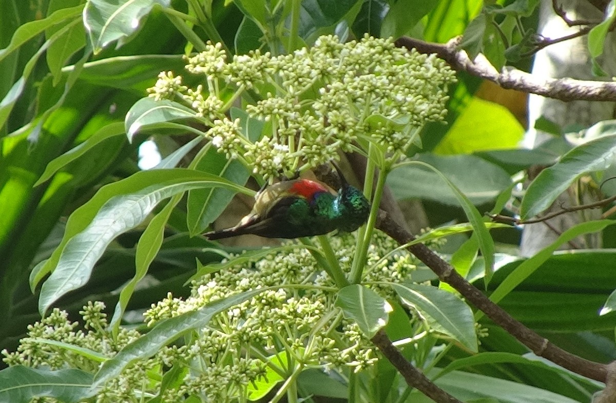 Forest Double-collared Sunbird - ML246262681