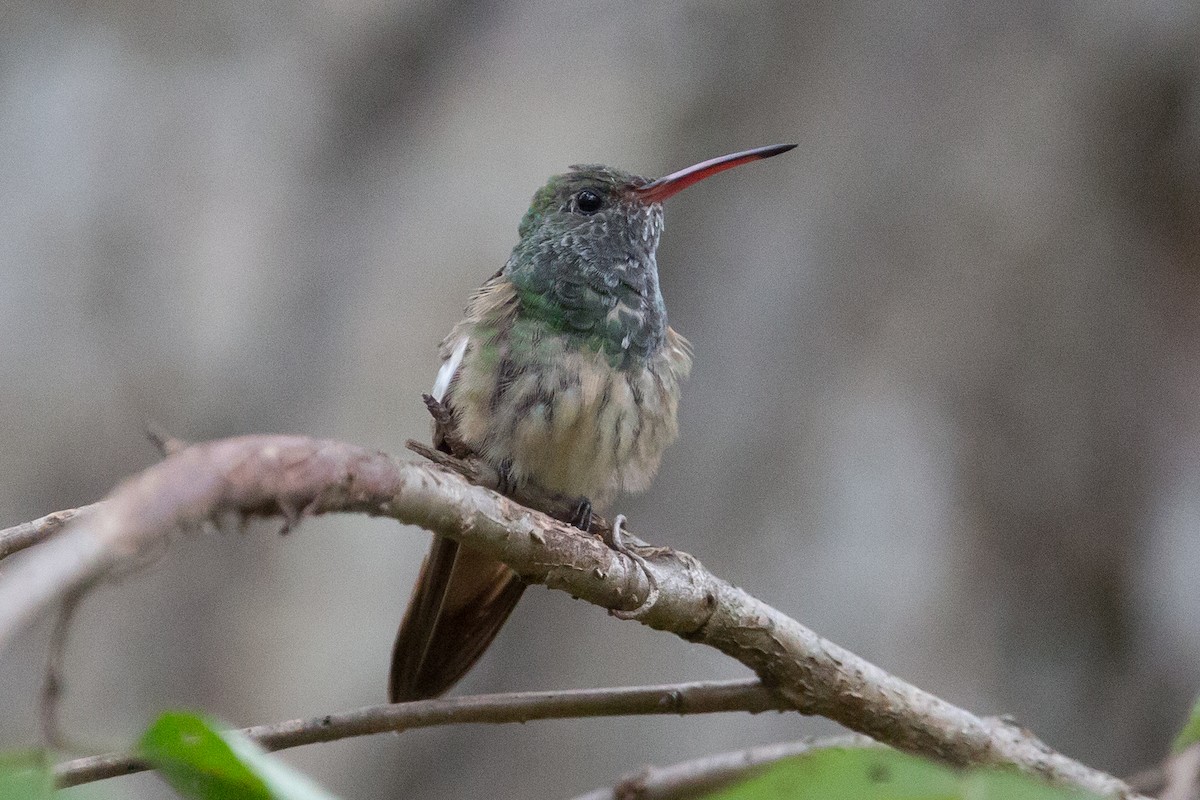 Buff-bellied Hummingbird - ML246263611