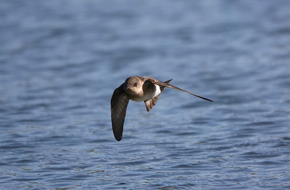 Northern Rough-winged Swallow - Carter Gasiorowski