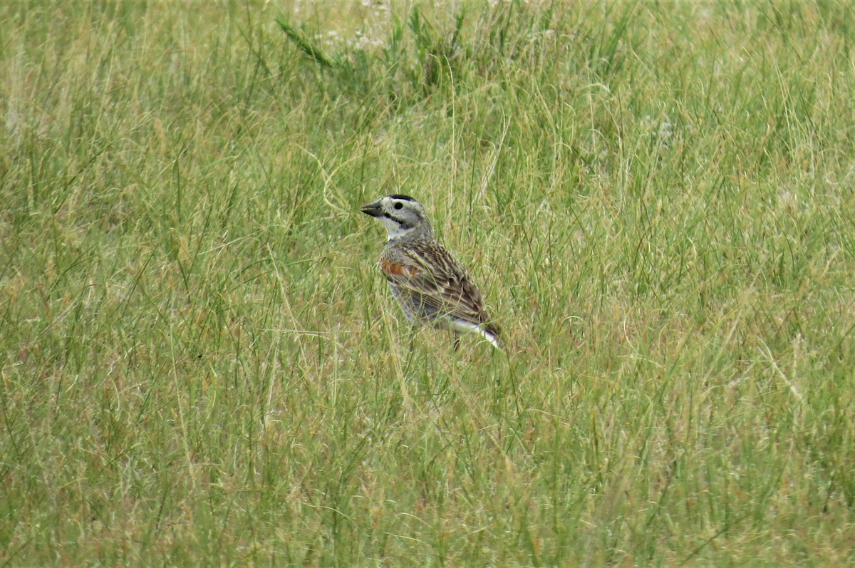Thick-billed Longspur - ML246268581