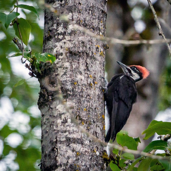 Pileated Woodpecker - Pat Snyder