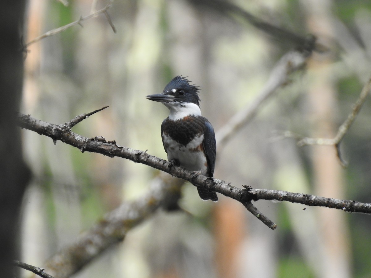 Belted Kingfisher - ML246269221