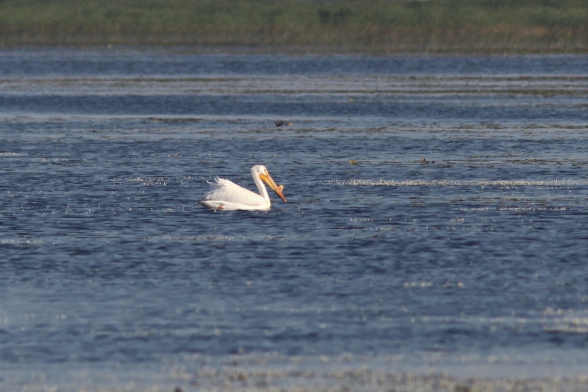 American White Pelican - Gis Segler