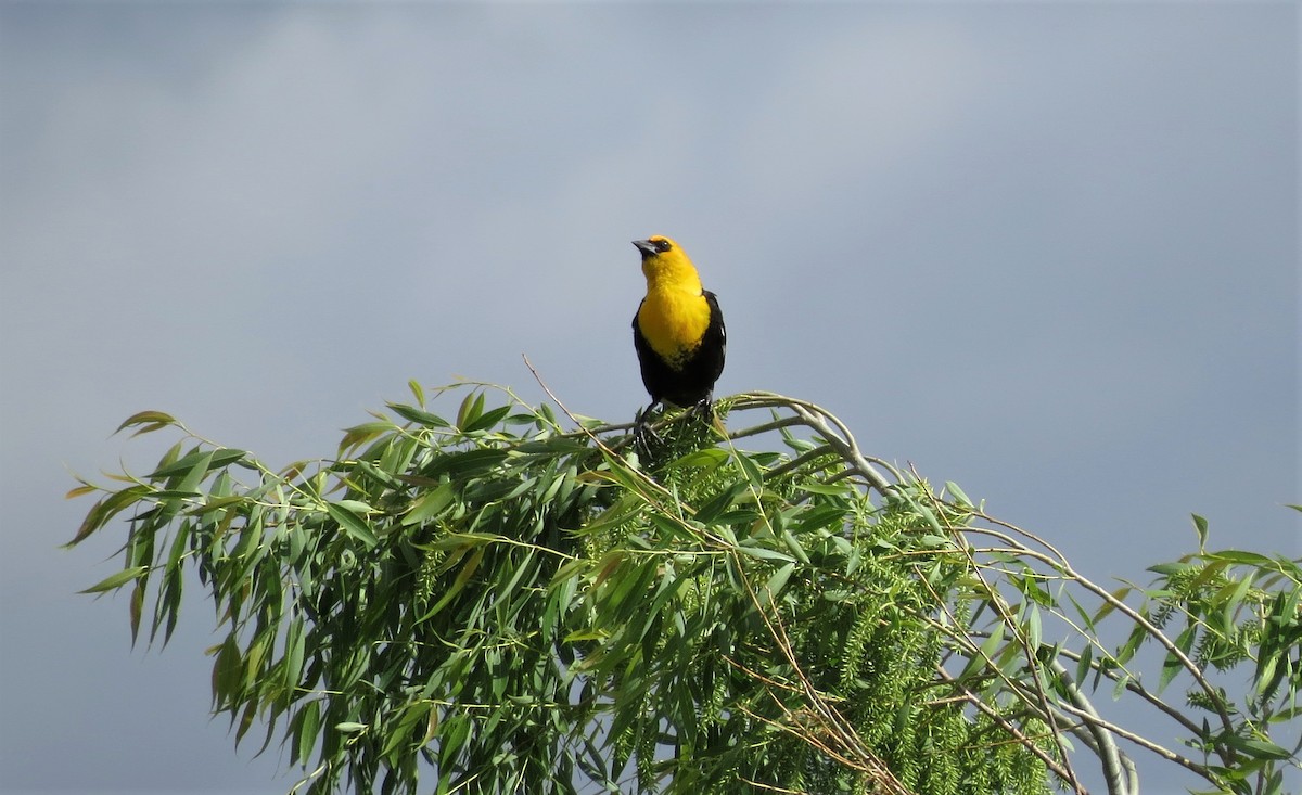 Yellow-headed Blackbird - ML246274031