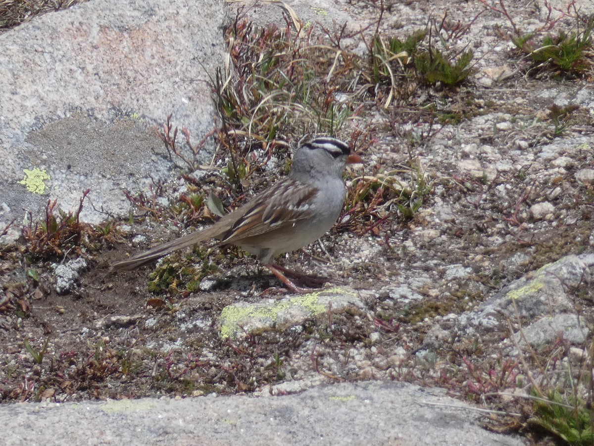 White-crowned Sparrow - ML246275261