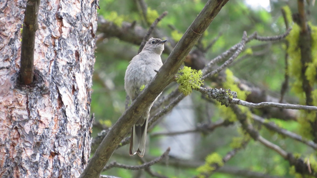 Townsend's Solitaire - ML246276331