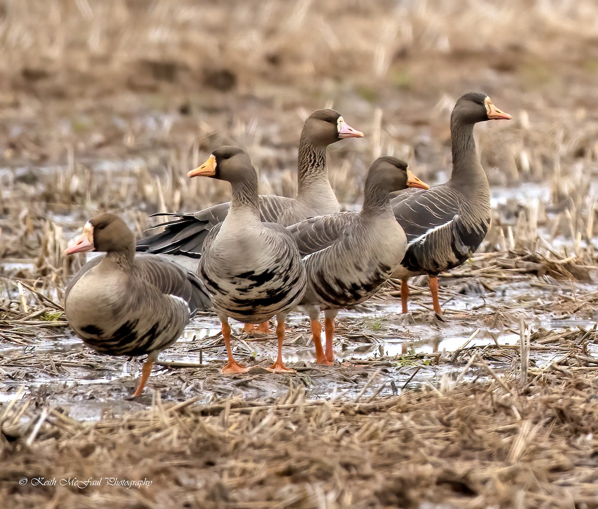 Greater White-fronted Goose - ML246282381