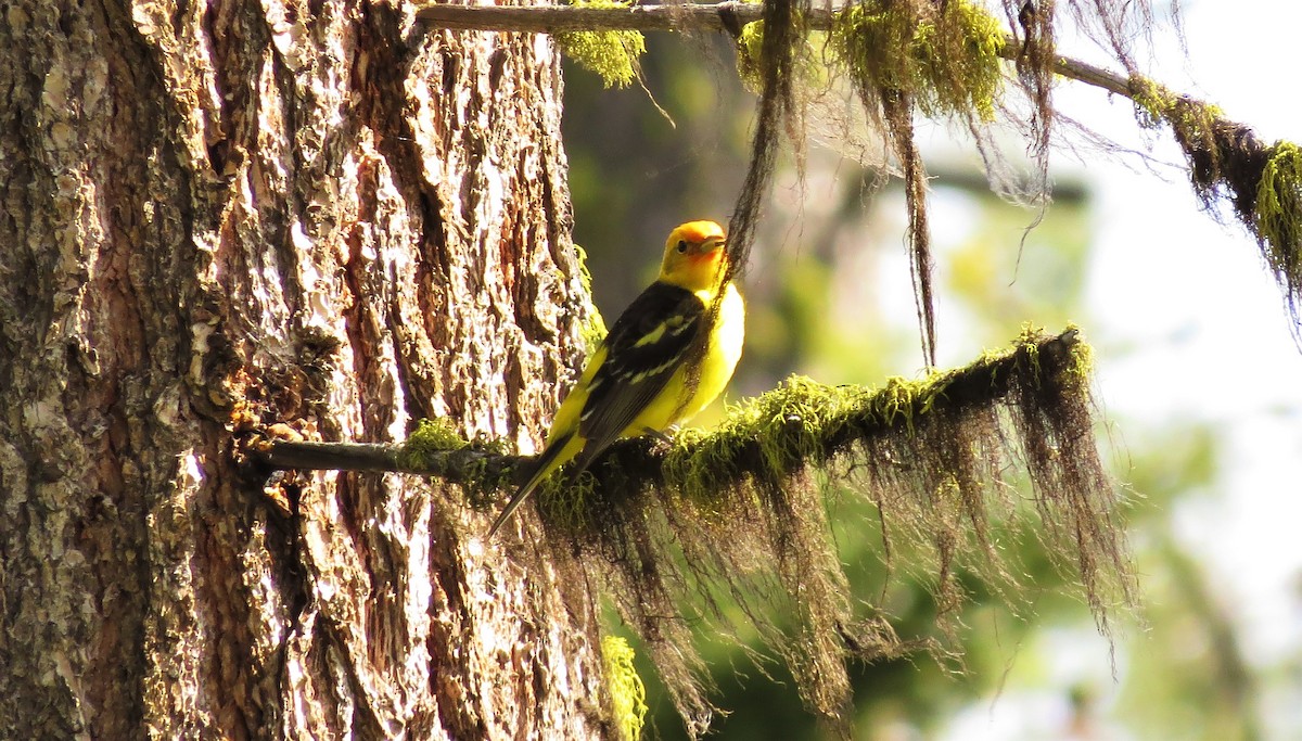 Western Tanager - ML246282421