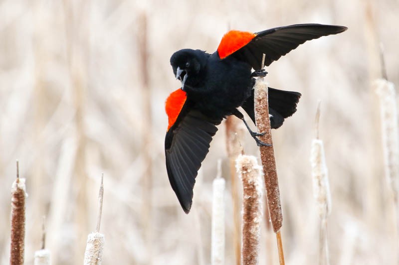 Red-winged Blackbird - Dan Ellison