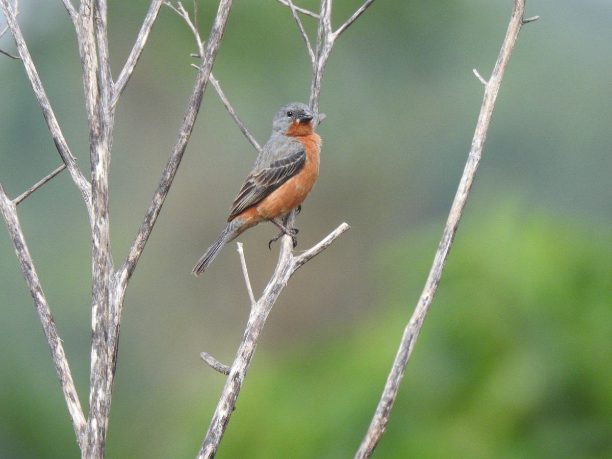 Ruddy-breasted Seedeater - ML246285861