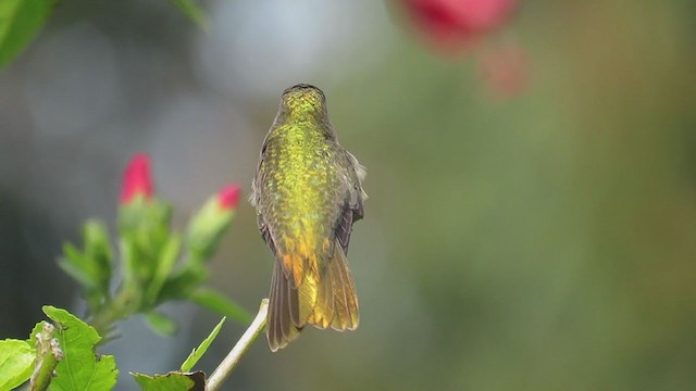 Gilded Hummingbird - ML246288631