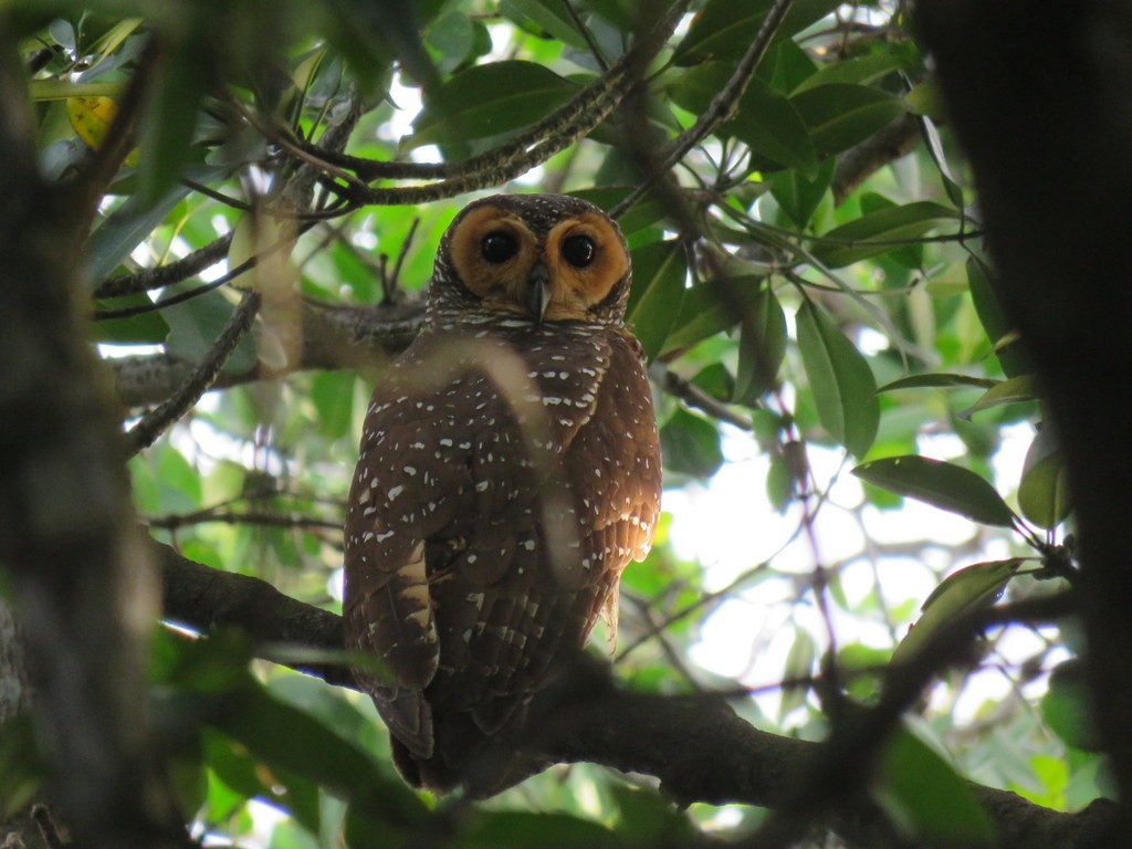 Spotted Wood-Owl - Douglas Ball
