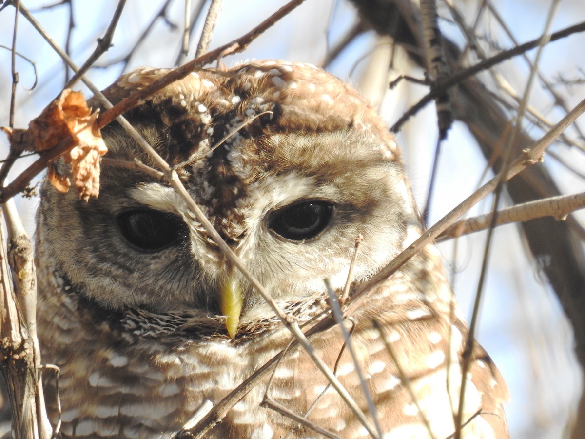 Spotted Owl - ML24629041