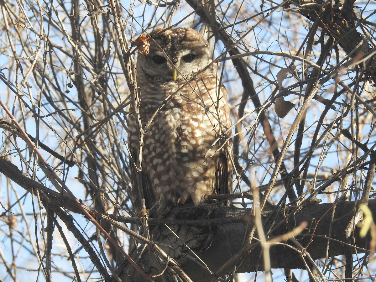 Spotted Owl - ML24629061