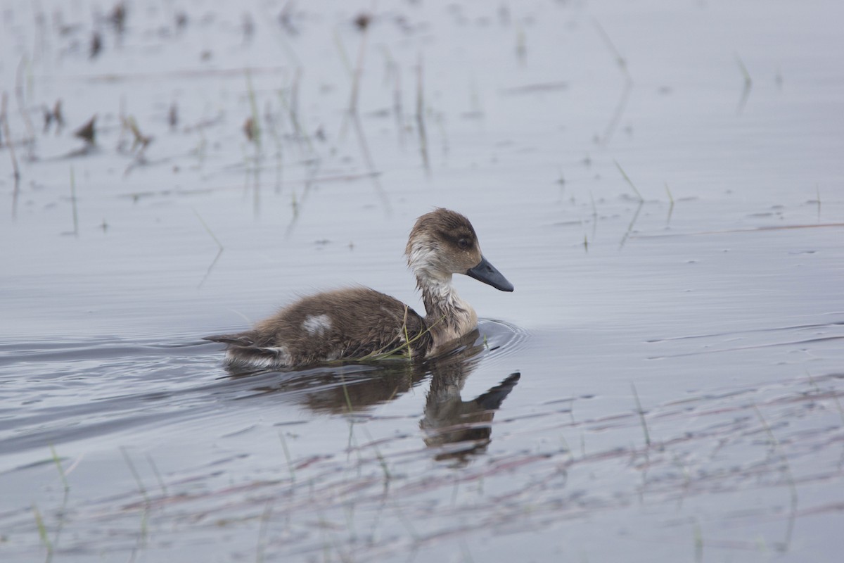 Crested Duck - ML246292371