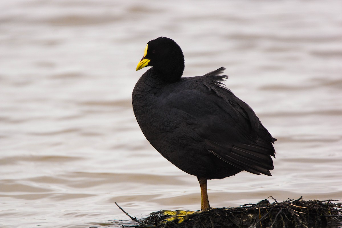 Red-gartered Coot - ML246293361
