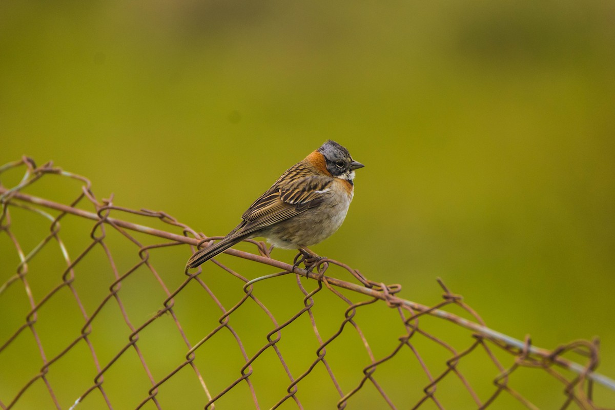 Rufous-collared Sparrow - ML246293871