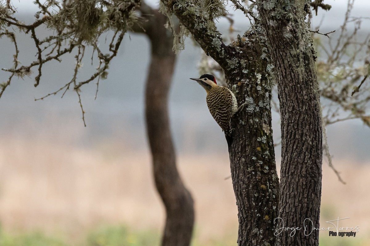 Green-barred Woodpecker - ML246296051