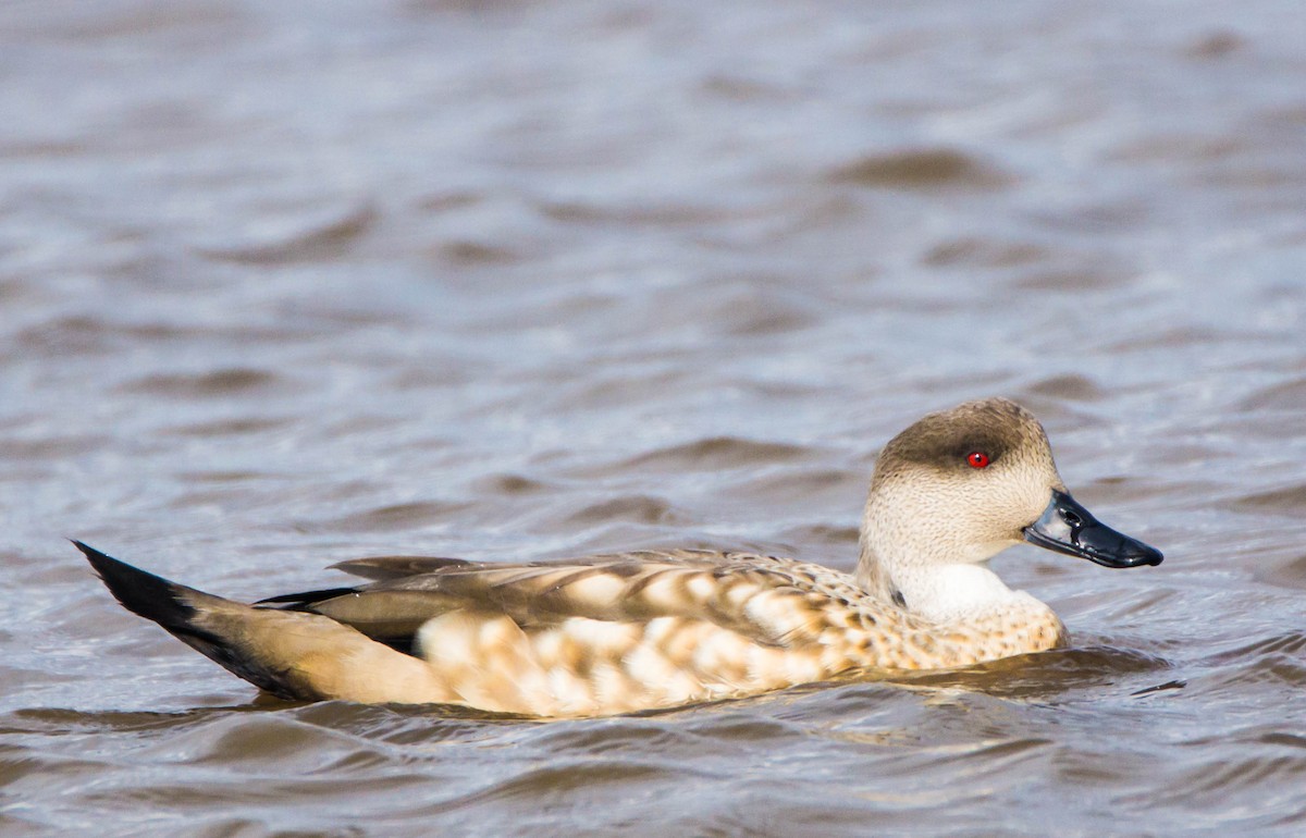 Crested Duck - ML246297661