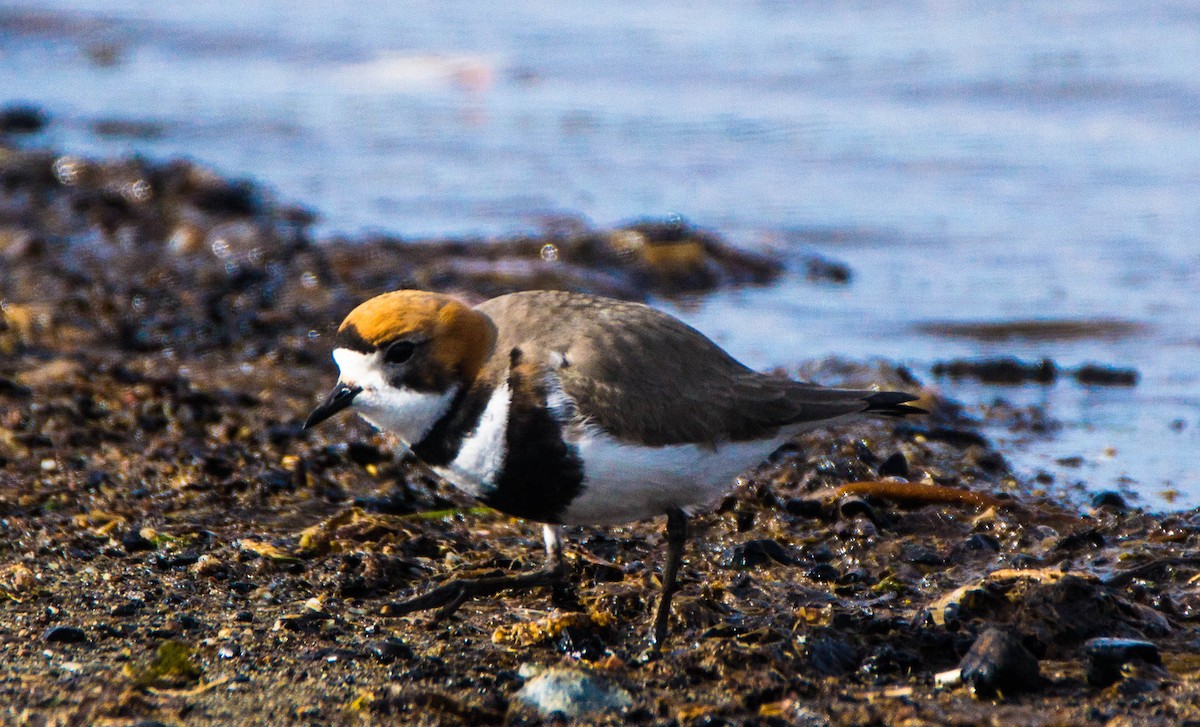 Two-banded Plover - ML246297911