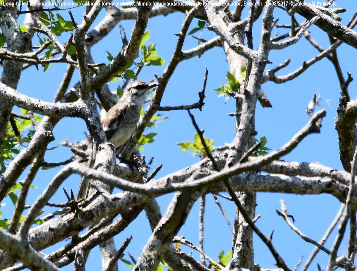 Long-tailed Mockingbird - ML246299281