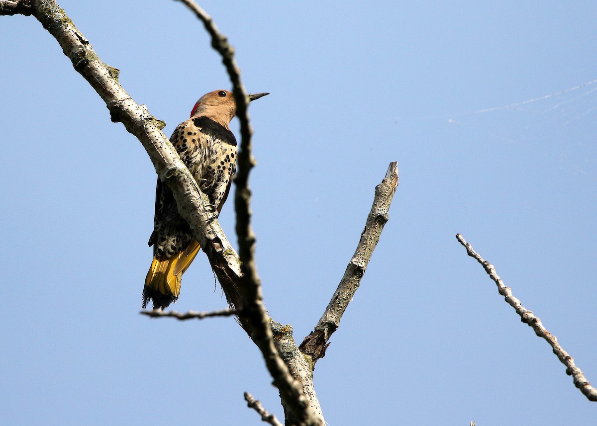 Northern Flicker (Yellow-shafted) - Bruce Arnold