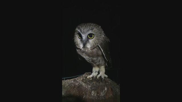 Northern Saw-whet Owl - ML246302471