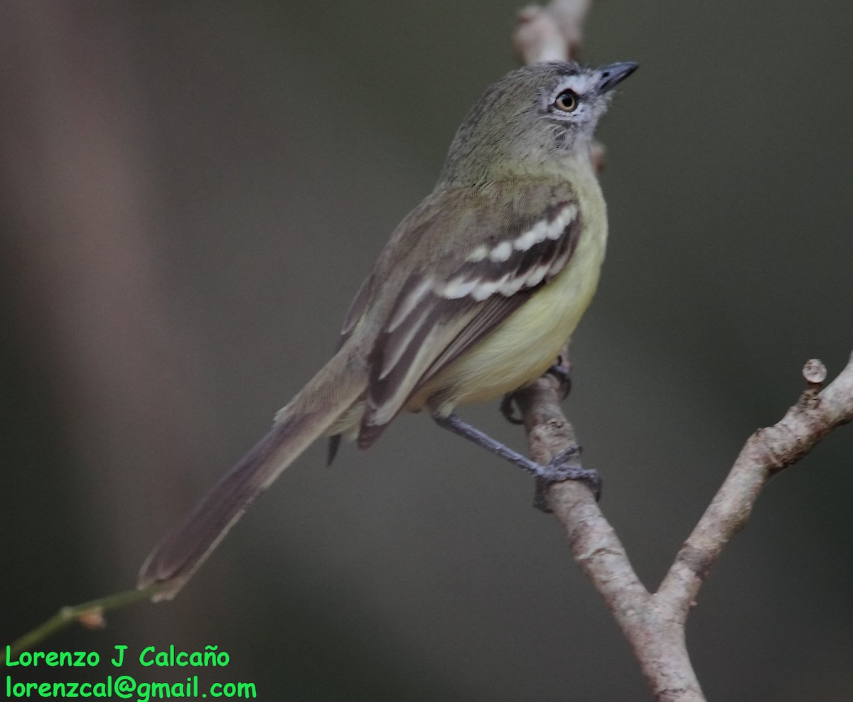 Pale-tipped Tyrannulet - ML246303401