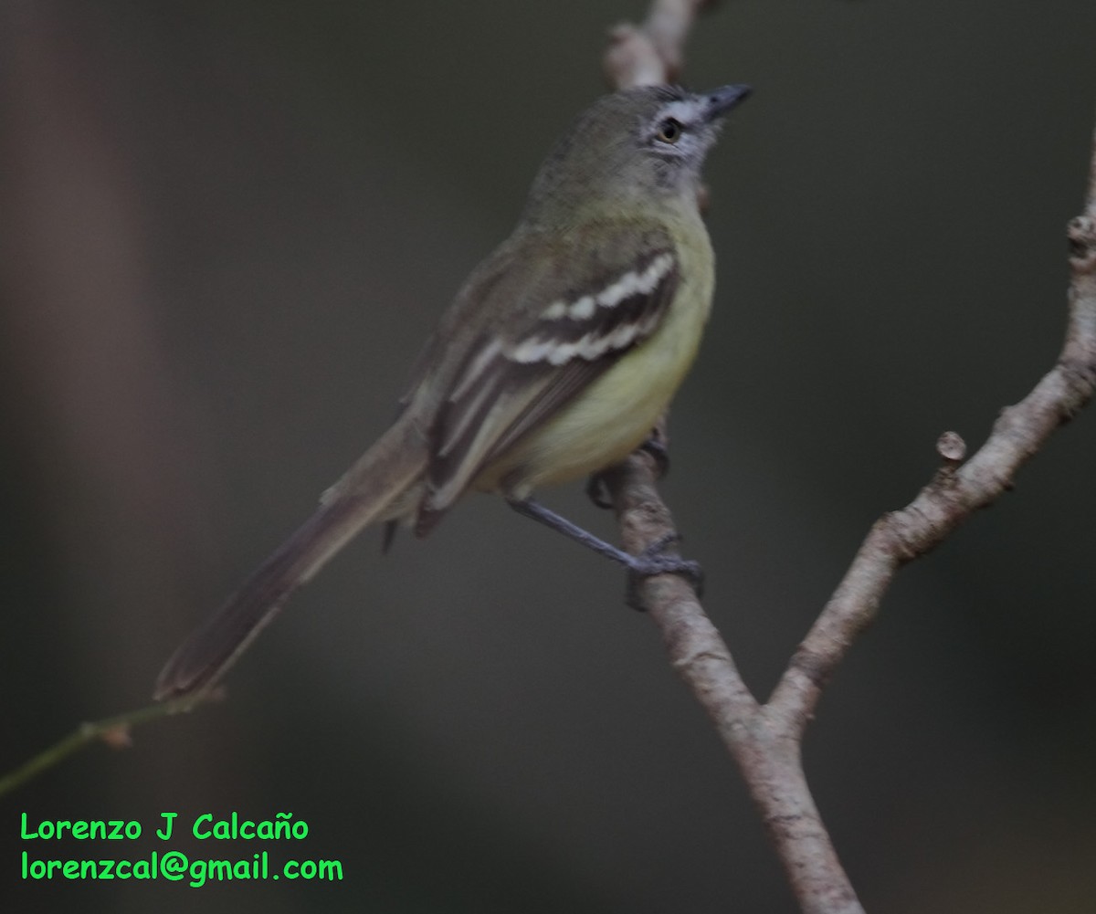 Pale-tipped Tyrannulet - ML246303441