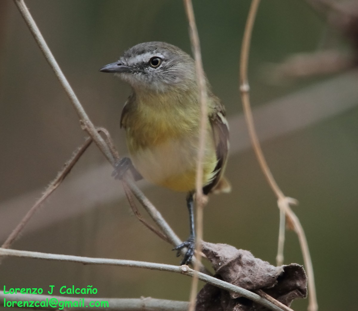 Pale-tipped Tyrannulet - ML246303471
