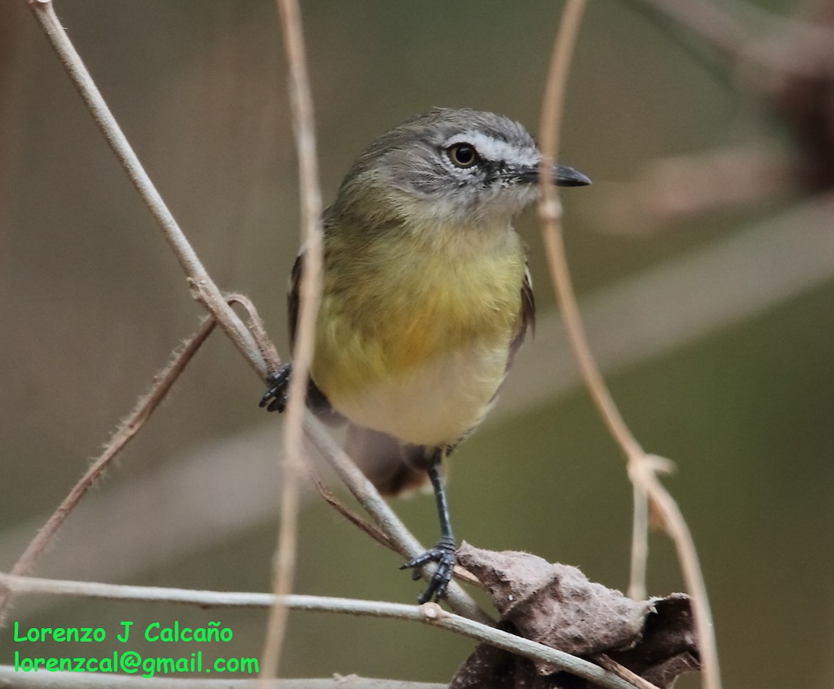 Pale-tipped Tyrannulet - ML246303511