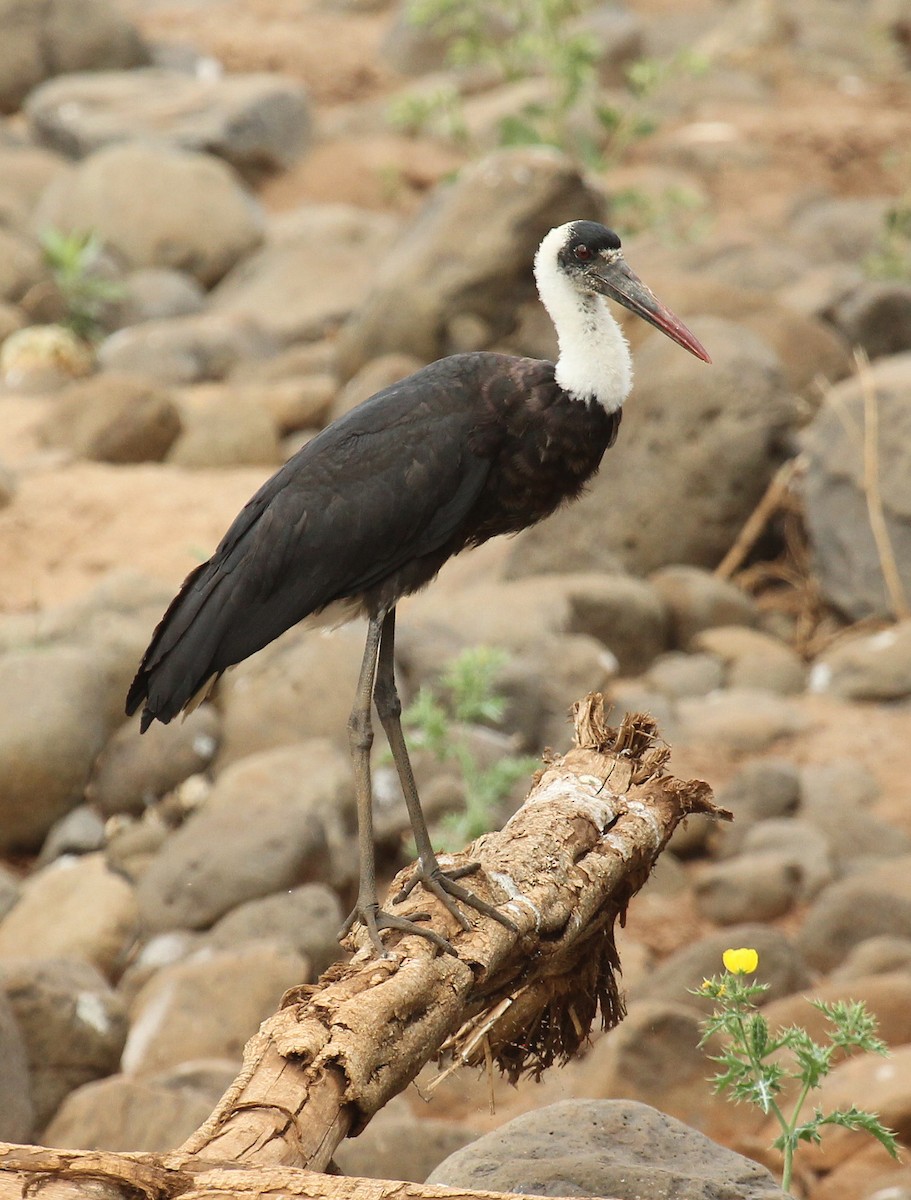 African Woolly-necked Stork - Cathy Sheeter