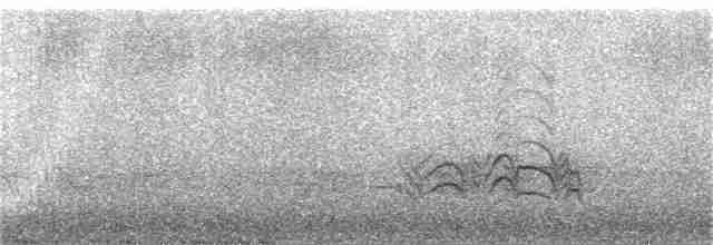 Slender-billed Oriole - ML246316551