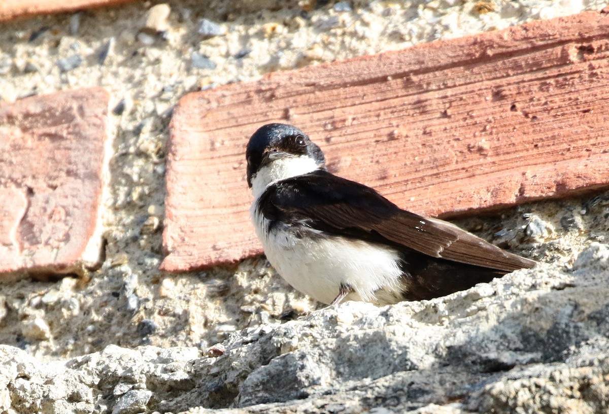 Blue-and-white Swallow - ML246317181