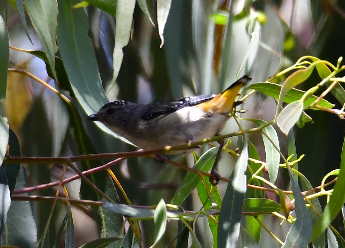 Spotted Pardalote - ML246320191