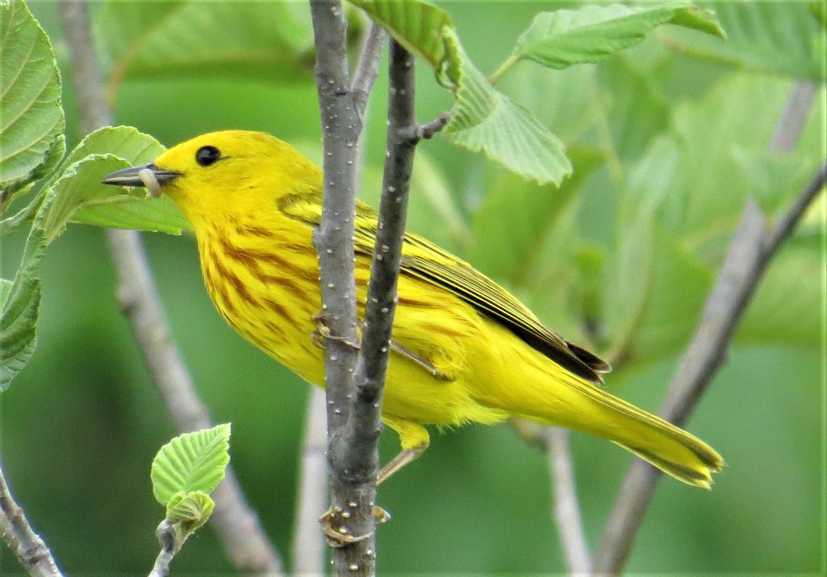 Yellow Warbler (Northern) - Shawn Morneault