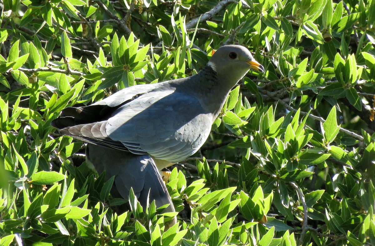 Band-tailed Pigeon - Ricardo Barrios